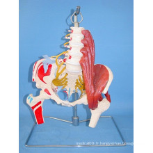Modèle de squelette médical de la colonne vertébrale lombaire humaine et de l&#39;artère (R020805)